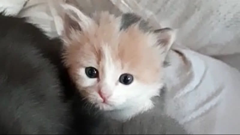 Котята и мама пьют молоко