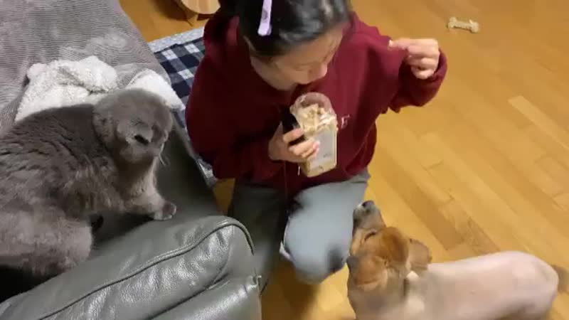 Jeongyeon and seungyeon have a temporary new addition to their family 🐶 they’re taking care of a dog named bibi for a short whil