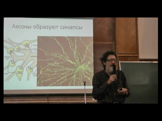 6) от нейрона к мозгу