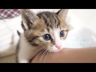 The kitten wants to be with him more and holds his arm and doesn't let go kittens spoiling with cute meow