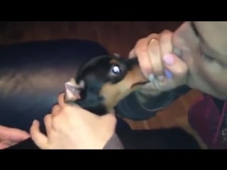 Ржач до слез, собака показывает язык анекдот просто