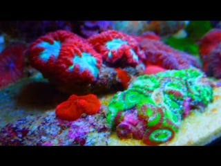 Lps saltwater tank reef aquarium