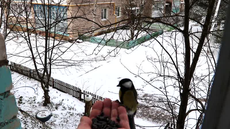Кошкин телевизор синицы едят с рук