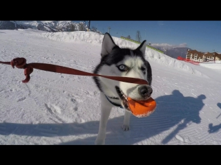 Sochi camp 2016 (russian snow camp #russnowcamp)