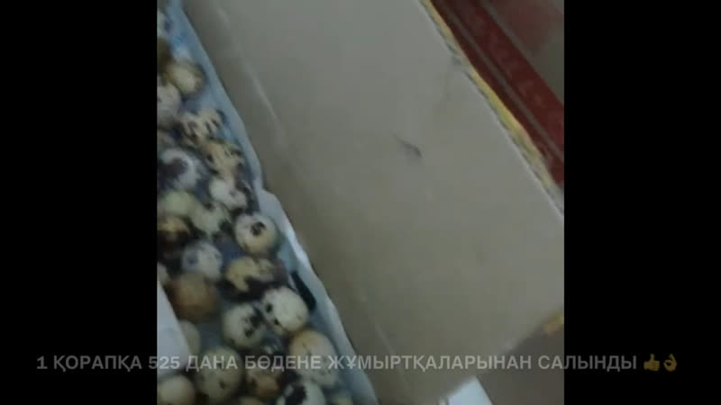 10 500 дана бөдене жұмыртқалары нұр сұлтан қаласына жіберілуге дайындық үстінде