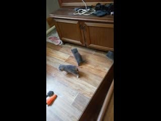 Vid 20201022 102627 mp4