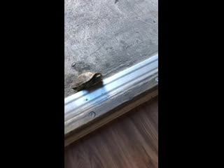 Something was rattling outside, thought was the mailman delivering a package