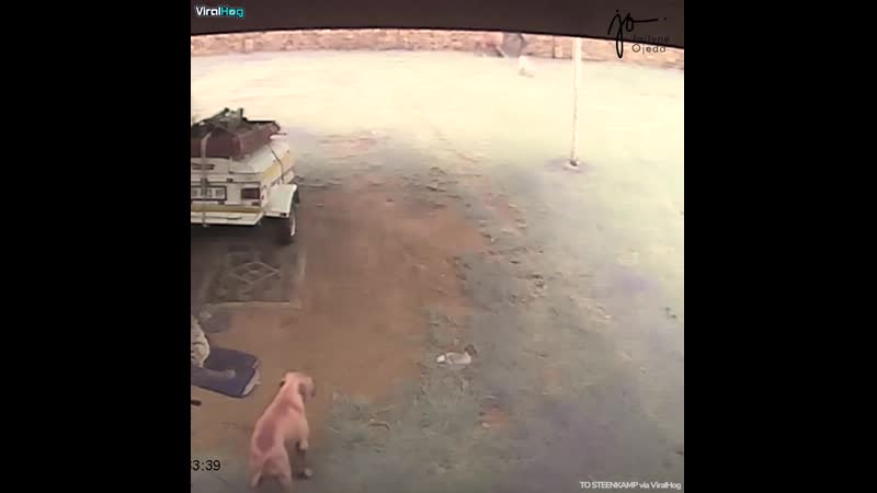 Бурбуль и вороватый негр где то в южной африке неизведанная африка