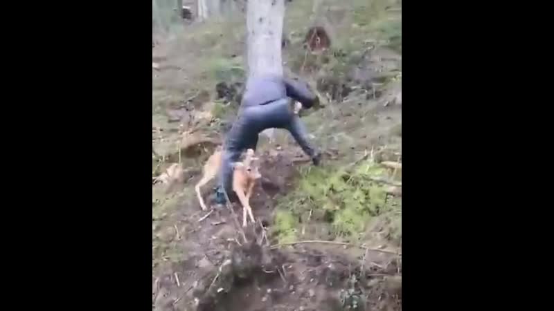 Мужик vs олень