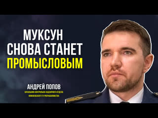 Росрыболовство усиливает программу восполнения ямальского муксуна, нельмы и чира