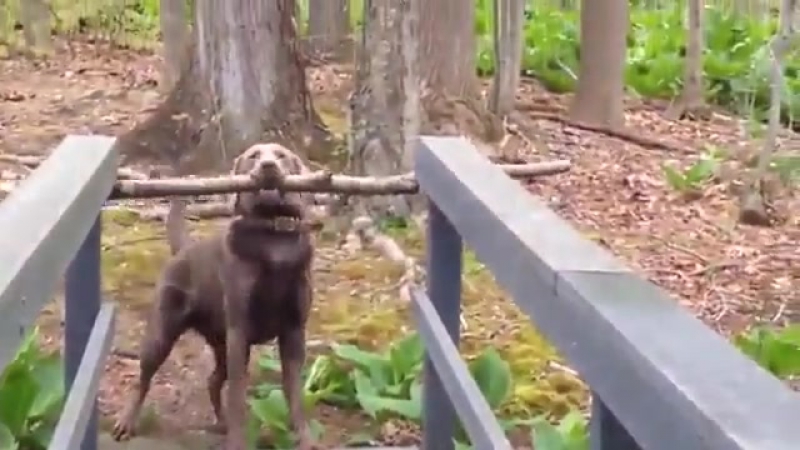 Сообразительный пес