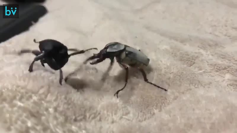 Махач алкашей