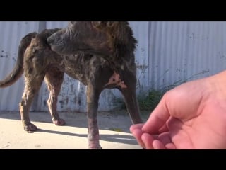 A homeless dog living on the streets gets rescued, transformed and is now looking for a home