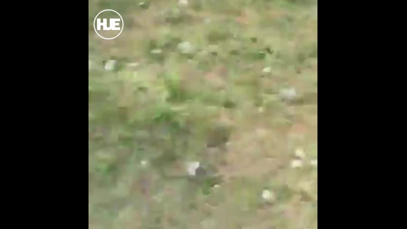 В якутии медведи окружили машину с людьми