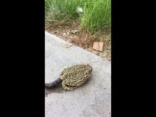 How can a toad even survive taking a dump this big???
