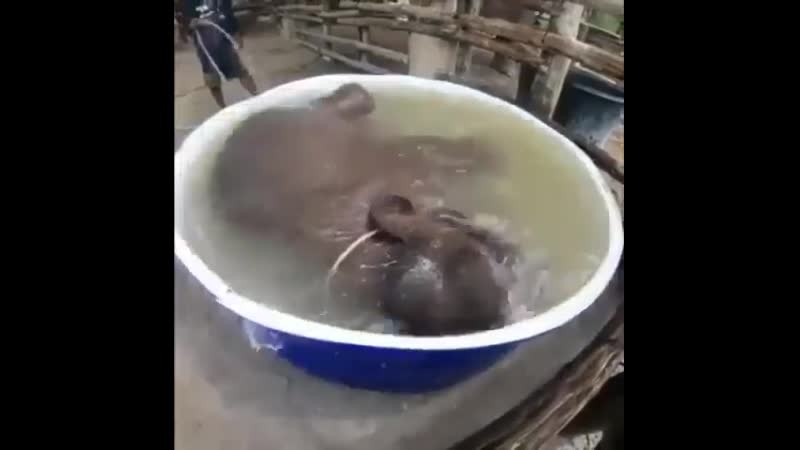 Слоненок балуется и резвится в ванной