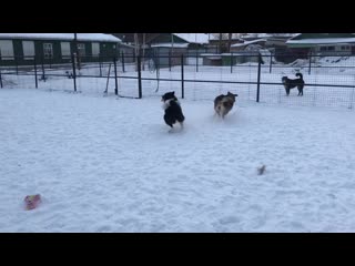 Хан и алиса собираются в тундру!!!