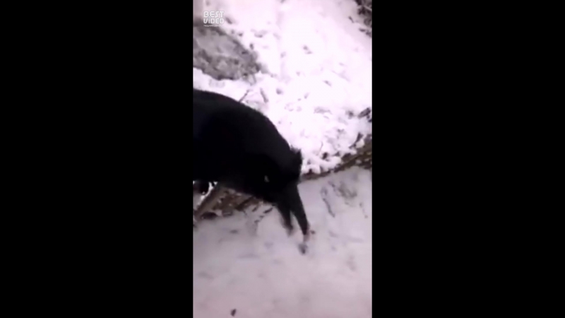 Говорящий ворон вася