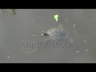 Stock footage water red eared turtle trachemys in pond