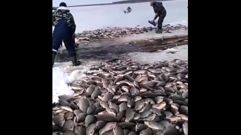 Огромные караси juhjvyst rfhfcb juhjvyst rfhfcb juhjvyst rfhfcb