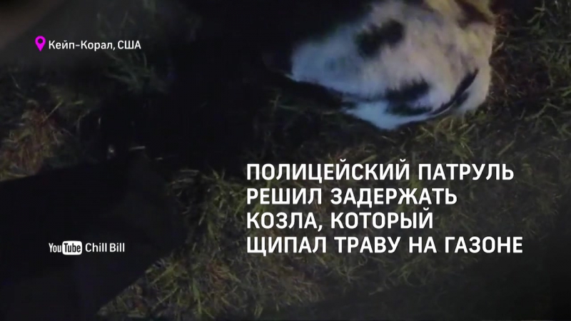 Чп 360 козла усадили в полицейскую машину за поедание газона