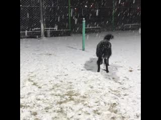 Ira initium insaniae est #258