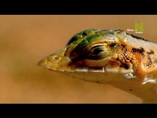 Bbc нетронутые уголки дикой природы серия 09 пустыня намиб