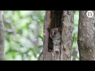 From mice to mouse lemurs a new model organism