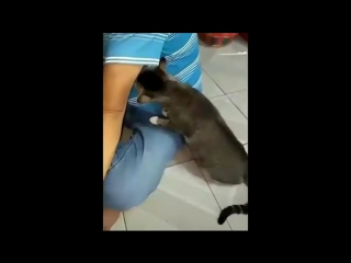 Gato quase desmaia depois de aproximar o nariz à axila do seu dono