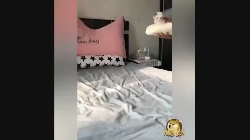 Грация кошки, лоость картошки*