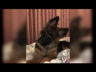 Funniest and cutest german shepherd dogs compilation ever gsd puppies