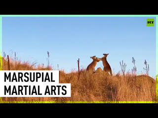 Kangaroos fight in canberra