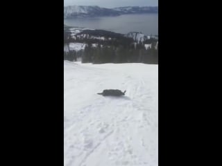 Пёс спасатель любит кататься с горки (vhs video)