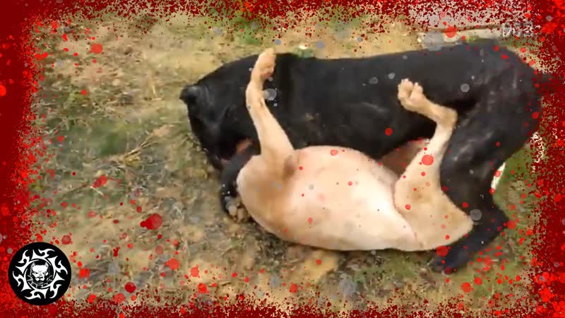 Cane corso vs dogo argentino