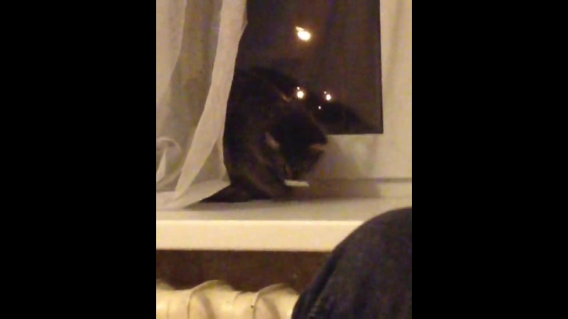 Котан быдлан