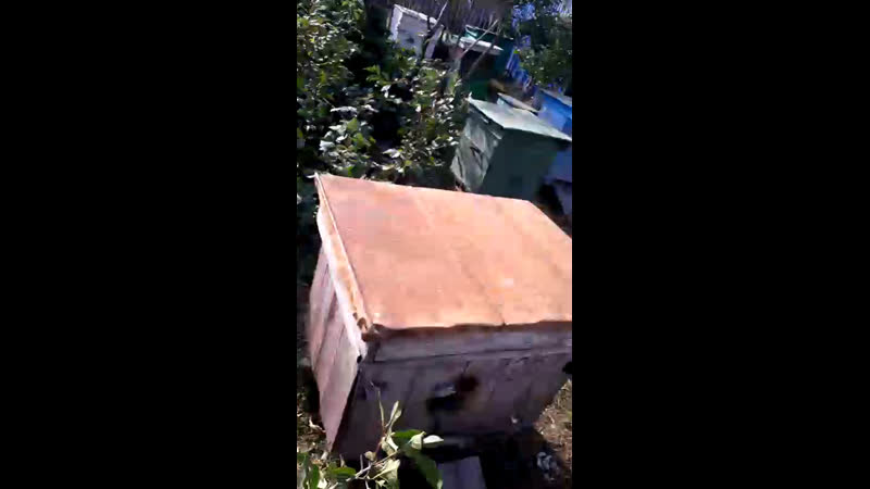 15 августа🌼 пчёлы прячутся от жары 🐝