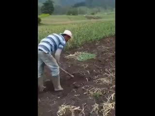 Жарко собачке