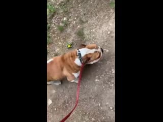 Instagram stories roscoe and coco