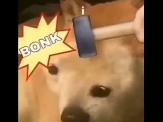 Atinys on hongjoong's vlive bonk meme