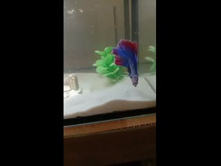 Video 20200430 213300 mp4