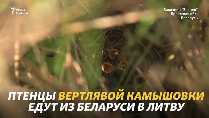 Как литву снова заселяют камышоами