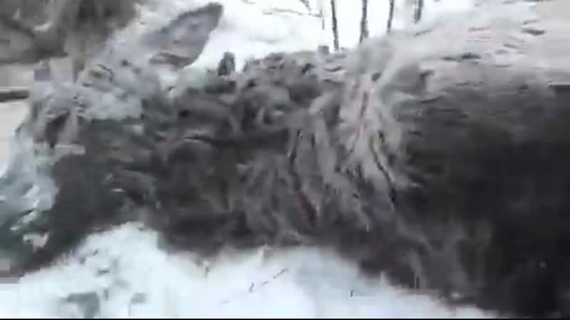 Сначала спасут, потом убьют