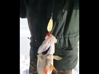 Огромные горбачи juhjvyst ujh,fxb juhjvyst ujh,fxb juhjvyst ujh,fxb