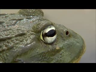 Bullfrog dad protects his tadpoles