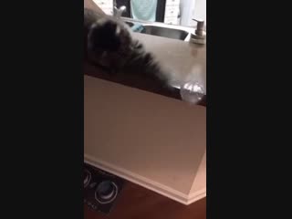 Cat bottle flips back