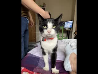 We’ve adopted this happy handsome boy off the streets! safe to say felix has well and truly settled within a week