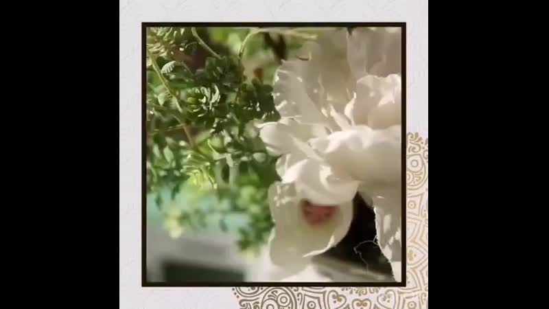 Salon krasoty paradise b0malgqlx4v mp4