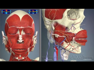 Oral cavity and infratemporal fossa 3d human anatomy organs анатомия