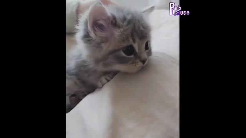 Забавная подборка котейки!