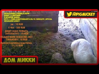 Свинка микки 24/7 | покорми свинью, донат в описании